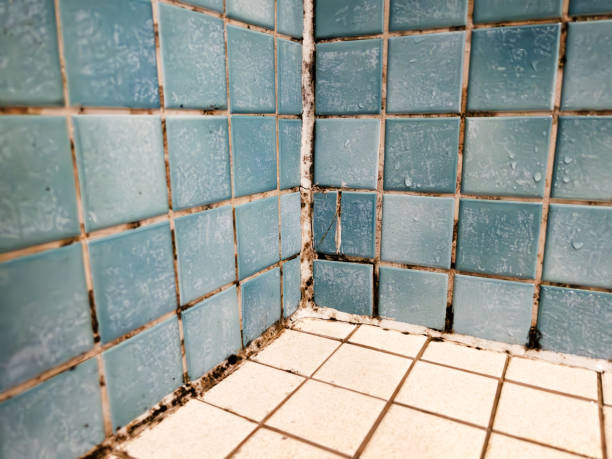 Best Mold Damage Restoration  in Fort Valley, AZ