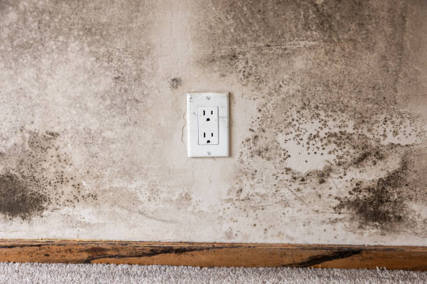 Best Post-Construction Mold Inspection  in Fort Valley, AZ