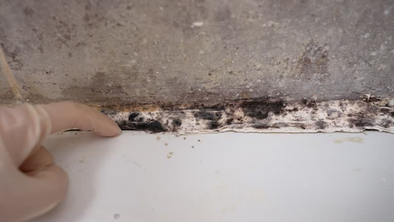 Best Black Mold Removal  in Fort Valley, AZ